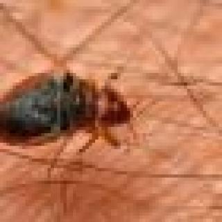 70x70-crop-80-320x420-towidth-75-916_50bc860cb7ec